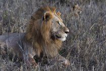 Vista lateral del León tendido en la hierba y mirando hacia otro lado en Tsavo, Kenia - foto de stock