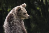 Young European brown bear (Ursus arctos), Markovec, Bohinj Commune, Slovenia, Europe — Stock Photo