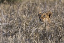 Un León acostado sobre hierba seca alta y mirando hacia otro lado en Tsavo, Kenia - foto de stock