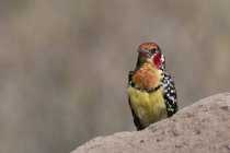 Barbet rosso e giallo, Trachyphonus erythrocephalus, su termitaio, Tsavo, Kenya — Foto stock