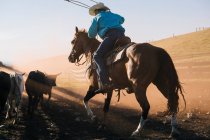 Cowboy on horse lassoing bull, Enterprise, Орегон, США, Северная Америка — стоковое фото