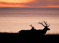 Silhouetted tule elk bucks (Cervus canadensis nannodes) on coast at sunset, Point Reyes National Seashore, California, USA — Stock Photo