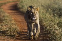 Löwin auf Pfad in tsavo, Kenia — Stockfoto