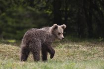 Giovane orso bruno europeo (Ursus arctos), Markovec, comune di Bohinj, Slovenia, Europa — Foto stock