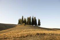 Paesaggio ondulato con cipressi in collina, Toscana, Italia — Foto stock