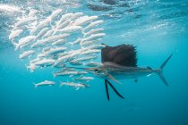 Sailfish caça bolas de isca sardinha perto da superfície — Fotografia de Stock