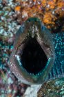 Close up of Moray Eel with mouth open, Seymour, Galápagos, Equador, América do Sul — Fotografia de Stock