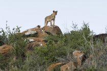 Два Левенята стоячи на горбка, відомого як Лев рок в Lualenyi заповідник, Тсаво, Кенія — стокове фото