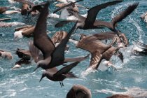 Rebanho de aves que se alimentam na superfície da água, Seymour, Galápagos, Equador, América do Sul — Fotografia de Stock