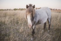Portrait of horse in field at sunset — Stock Photo