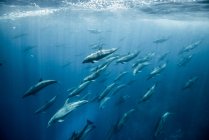 Large group of bottlenose dolphins, Seymour, Galapagos, Ecuador, South America — Stock Photo