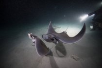 Луч Мобулы питается планктоном ночью — стоковое фото