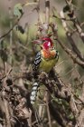 Barbet vermelho e amarelo, Trachyphonus erythrocephalus, em árvore, Tsavo, Quénia — Fotografia de Stock