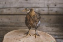 Portrait of young chicken in chicken coop — Stock Photo