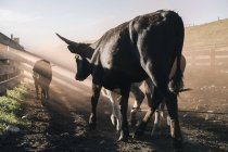 Задній вид биків, підприємства, штат Орегон, США, Північної Америки — стокове фото