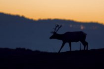 Silhouette Tullenelchbock (Cervus canadensis nannodes) bei Sonnenuntergang, Point Riyes nationale Meeresküste, Kalifornien, Vereinigte Staaten — Stockfoto