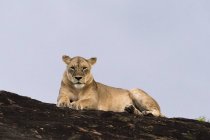 Левиця, відпочиваючи на горбка, відомого як Лев рок в Lualenyi заповідник, Тсаво, Кенія — стокове фото