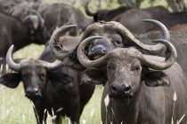 Búfalos africanos, Syncerus caffer, mirando a la cámara, Tsavo, Kenia - foto de stock