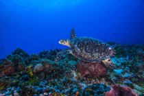 Підводний вид hawksbill черепахи плавати морського дна — стокове фото