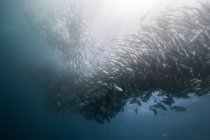Unterwasserblick auf wirbelnde Makrelenfischschwärme im blauen Meer, baja california, Mexico — Stockfoto