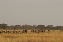 Herd of wildebeests walking on field in tarangire, tanzania — Stock Photo