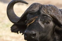 Bufalo africano con bufalo dal becco giallo in cerca di parassiti, Tsavo, Kenya — Foto stock