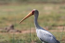 Cicogna dal becco giallo, Mycteria ibis, Tsavo, Kenya . — Foto stock