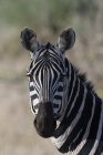 Porträt eines Zebras, das in die Kamera blickt, tsavo, kenya — Stockfoto