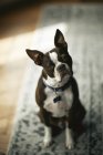 Retrato de Boston terrier, cabeza inclinada mirando a la cámara - foto de stock