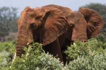 Due elefanti africani che camminano tra i cespugli e navigano Tsavo, Kenya — Foto stock