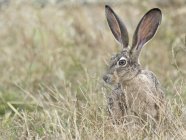 Coniglio di lepre dalla coda nera nell'erba lunga, Point Reyes National Seashore, California, USA — Foto stock