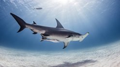 Vista submarina del gran tiburón martillo, Alice Town, Bimini, Bahamas - foto de stock