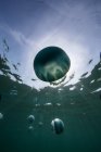Vista de peixes de geleia subaquáticos — Fotografia de Stock