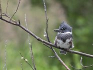 Belted Kingfisher resting on branch, Bird Creek, Anchorage, Alaska, United States, North America — Stock Photo