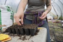 Cropped view of woman planting watermelon seeds in seed trays — Stock Photo