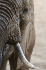 Portrait en gros plan de l'éléphant d'Afrique à Tsavo, Kenya — Photo de stock