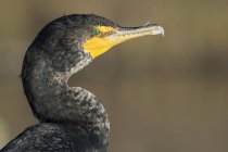 Double-crested cormorant (Phalacrocorax auritus), close-up, Sutro Baths, San Francisco, California, United States, North America — Stock Photo