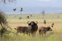 Buffalo africano, Syncerus caffer, Tsavo, Kenya — Foto stock