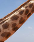 Vista recortada del cuello de la jirafa, Parque Nacional de Nairobi, Nairobi, Kenia, África - foto de stock