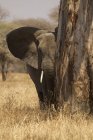 Elefante mirando hacia fuera de árbol, parque nacional del tarangire, tanzania - foto de stock