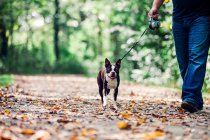 Homem cão de passeio em ambiente rural, seção baixa — Fotografia de Stock