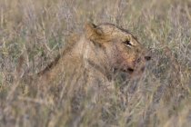 Vista lateral da leoa deitada na grama em Tsavo, Quênia — Fotografia de Stock
