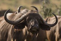 Retrato de búfalo africano, Syncerus caffer, mirando a cámara, Tsavo, Kenia - foto de stock