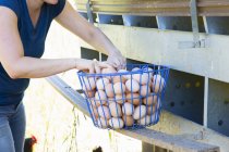Mid section of woman collecting basket of free range eggs from hens on organic farm — Stock Photo