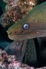 Primer plano de Moray Eels, Seymour, Galápagos, Ecuador, América del Sur - foto de stock