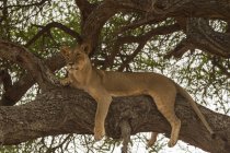 Один лев відпочиваючи на дереві і хтось дивитися вбік, tarangire Національний парк, Танзанія — стокове фото