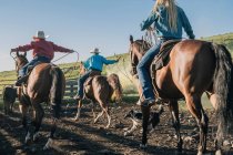 Cowboys and cowgirls on horse lassoing bull, Enterprise, Oregon, Stati Uniti, Nord America — Foto stock