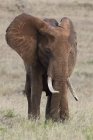 Elefante africano com longa presa pastando em Tsavo, Quênia — Fotografia de Stock