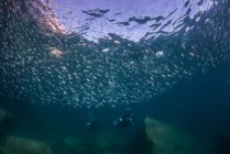 Сардины и дайверы в океане, Ла-Пас, Нижняя Калифорния, Мексика — стоковое фото