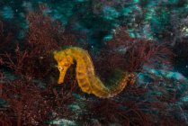 Hippocampe par corail, Seymour, Galapagos, Equateur, Amérique du Sud — Photo de stock